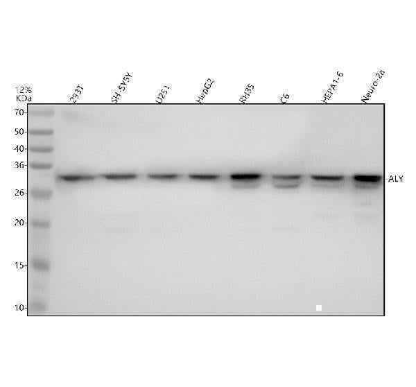 Anti-Aly Rabbit Monoclonal Antibody Boster Bio