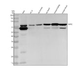 Anti-NPRC Rabbit Monoclonal Antibody Boster Bio