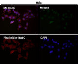 Anti-ATP5A1/Atp5A Rabbit Monoclonal Antibody Boster Bio