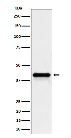 Anti-Wnt16 Rabbit Monoclonal Antibody Boster Bio