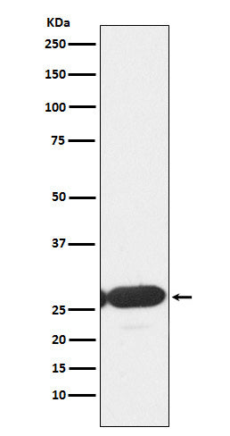 Anti-ERp29 Rabbit Monoclonal Antibody Boster Bio