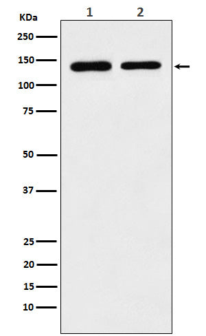 Anti-SA2 Rabbit Monoclonal Antibody Boster Bio