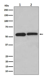 Anti-LMAN1 Monoclonal Antibody Boster Bio