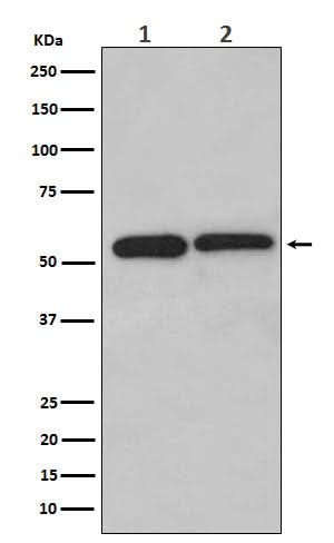 Anti-LMAN1 Monoclonal Antibody Boster Bio