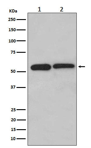 Anti-LMAN1 Monoclonal Antibody Boster Bio