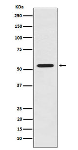 Anti-LMAN1 Rabbit Monoclonal Antibody Boster Bio