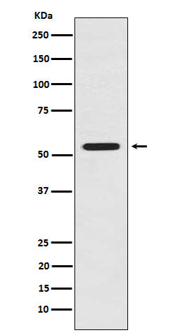 Anti-LMAN1 Rabbit Monoclonal Antibody Boster Bio