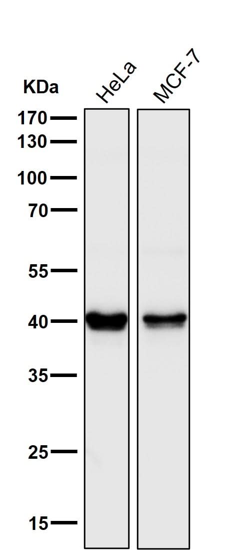 Anti-PRAS40 AKT1S1 Monoclonal Antibody Boster Bio