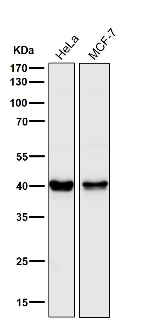 Anti-PRAS40 AKT1S1 Monoclonal Antibody Boster Bio