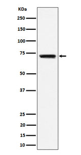 Anti-BLNK Rabbit Monoclonal Antibody Boster Bio