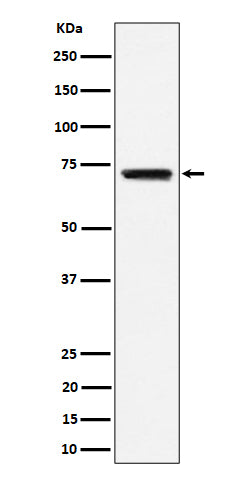 Anti-BLNK Rabbit Monoclonal Antibody Boster Bio