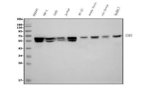 Anti-U2AF65/U2AF2 Picoband® Antibody (monoclonal, 3G9 Boster Bio