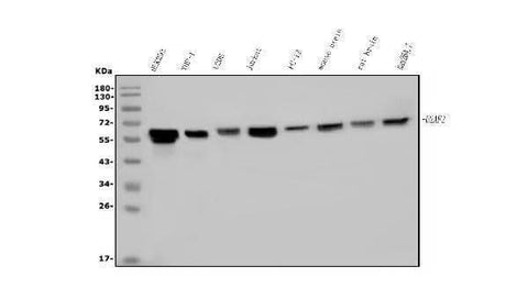Anti-U2AF65/U2AF2 Picoband® Antibody (monoclonal, 10F4 Boster Bio