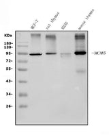 Anti-MCM5 Picoband® Antibody (monoclonal, 4G10 Boster Bio
