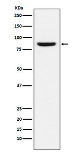 Anti-MCM5 Monoclonal Antibody Boster Bio