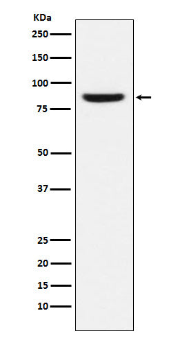 Anti-MCM5 Monoclonal Antibody Boster Bio