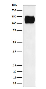 Anti-ICAM3 / CD50 Rabbit Monoclonal Antibody Boster Bio