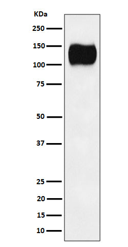 Anti-ICAM3 / CD50 Rabbit Monoclonal Antibody Boster Bio