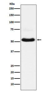 Anti-VGLUT1 Rabbit Monoclonal Antibody Boster Bio