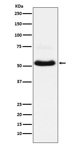 Anti-VGLUT1 Rabbit Monoclonal Antibody Boster Bio
