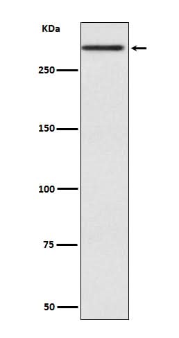 Anti-Cubilin CUBN Rabbit Monoclonal Antibody Boster Bio