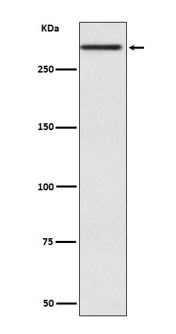 Anti-Cubilin CUBN Rabbit Monoclonal Antibody Boster Bio