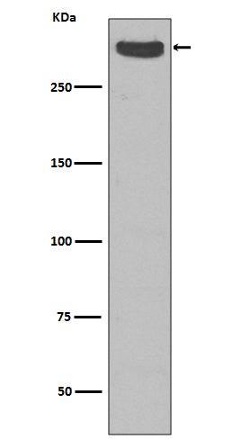Anti-Cubilin CUBN Rabbit Monoclonal Antibody Boster Bio