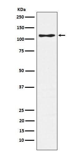 Anti-CD162 Monoclonal Antibody Boster Bio
