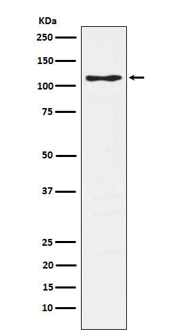 Anti-CD162 Monoclonal Antibody Boster Bio