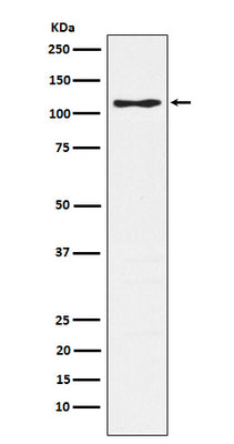 Anti-CD162 Monoclonal Antibody Boster Bio