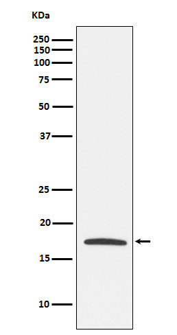 Anti-Claudin 4 Monoclonal Antibody Boster Bio