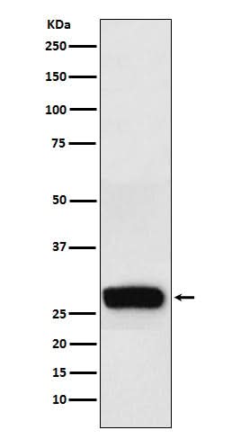 Anti-beta Casein Rabbit Monoclonal Antibody Boster Bio