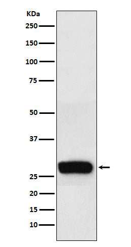 Anti-beta Casein Rabbit Monoclonal Antibody Boster Bio