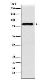 Anti-PAG Rabbit Monoclonal Antibody Boster Bio