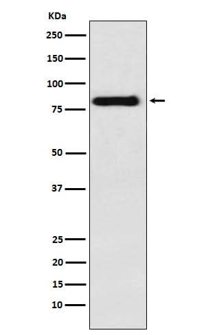 Anti-PAG Rabbit Monoclonal Antibody Boster Bio