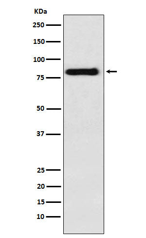 Anti-PAG Rabbit Monoclonal Antibody Boster Bio
