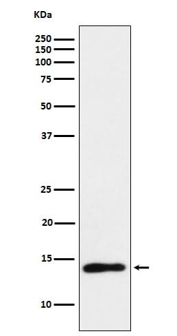 Anti-TCL1 Monoclonal Antibody Boster Bio