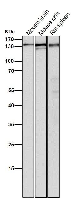 Anti-POLD1 Rabbit Monoclonal Antibody Boster Bio