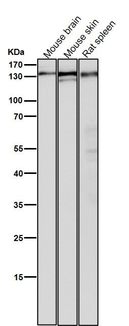 Anti-POLD1 Rabbit Monoclonal Antibody Boster Bio