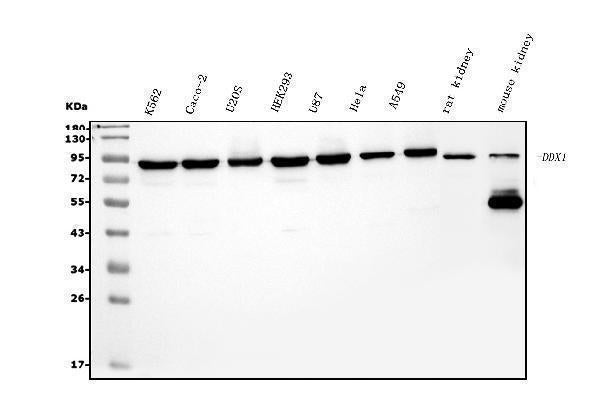 Anti-DDX1 Picoband® Antibody (monoclonal, 2D4 Boster Bio
