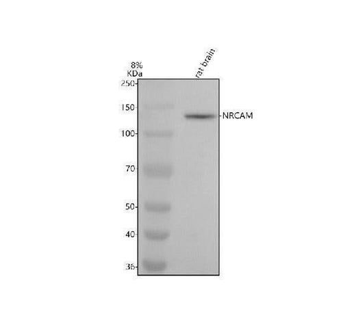 Anti-NRCAM Monoclonal Antibody Boster Bio