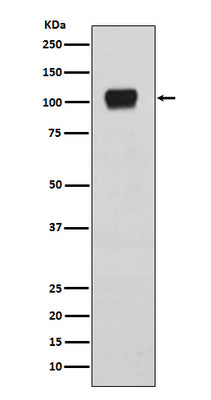 Anti-ATG9A Rabbit Monoclonal Antibody Boster Bio