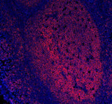 Anti-CD20/MS4A1 Antibody Picoband® (monoclonal, 4I11 Boster Bio