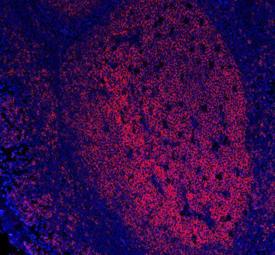 Anti-CD20/MS4A1 Antibody Picoband® (monoclonal, 4I11 Boster Bio
