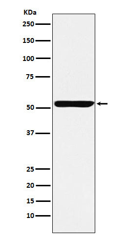 Anti-Nuf2 Rabbit Monoclonal Antibody Boster Bio