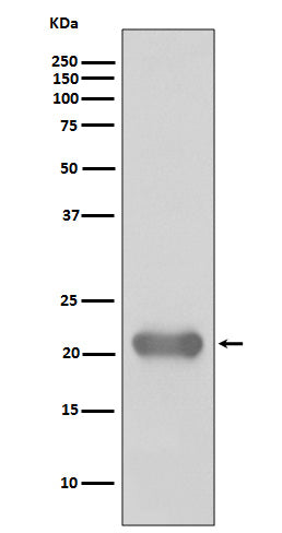 Anti-Smac/Diablo Rabbit Monoclonal Antibody Boster Bio