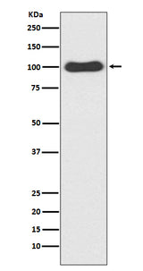 Anti-CDC5 CDC5L Rabbit Monoclonal Antibody Boster Bio