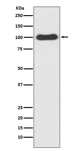 Anti-CDC5 CDC5L Rabbit Monoclonal Antibody Boster Bio
