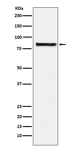 Anti-eIF2B epsilon Rabbit Monoclonal Antibody Boster Bio