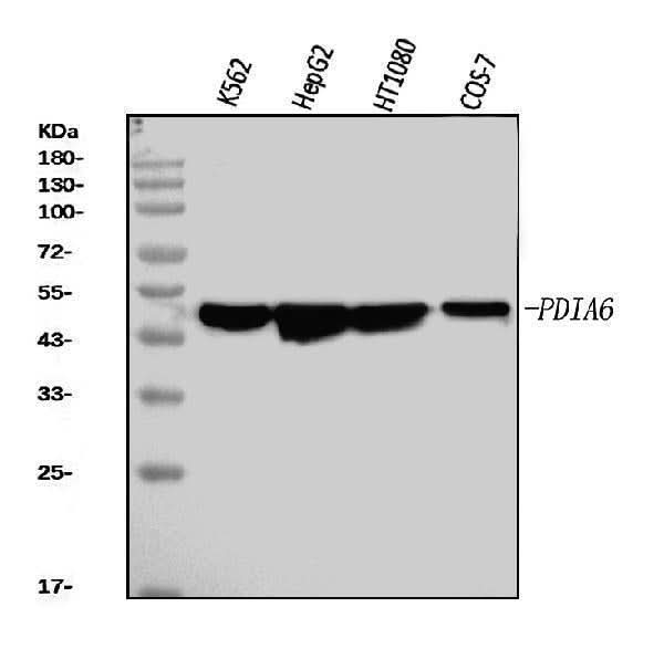Anti-PDIA6 Antibody Picoband® (monoclonal, 3H5E7 Boster Bio